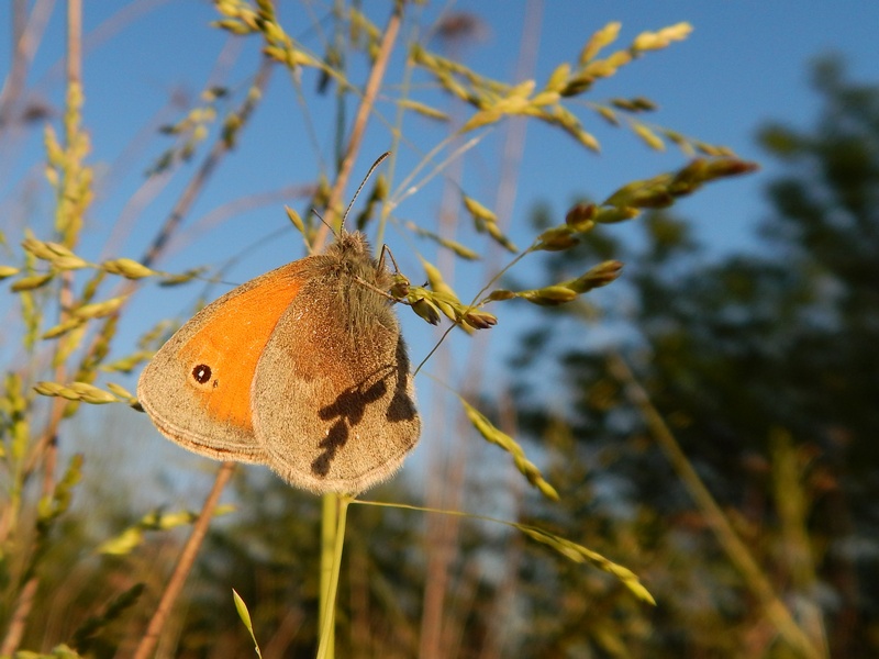 Coenonympha pamphilus